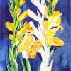 Gladiolen (2016) aquarel op papier, 54 x 39 cm. (500 euro bij Galerie Posthuys Texel)