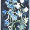 Delphinium (2016) aquarel op papier, 32 x 24 cm.