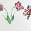 Drie tulpen (2020) aquarel, 30 x 40 cm. 95 euro