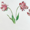 Drie tulpen (2020) aquarel, 30 x 40 cm. (150 euro bij Galerie Posthuys Texel)